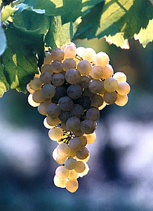 trebbiano di soave